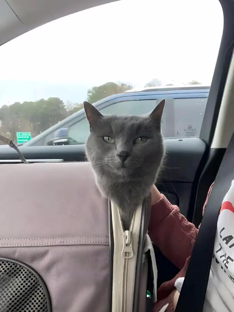 шiщ