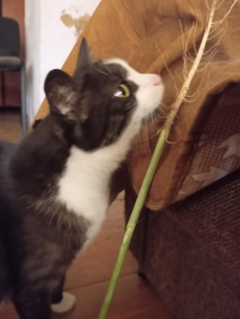 • Я: принёс коту самую дорогую игрушку из зоомагазина. Кот: [выбирает...