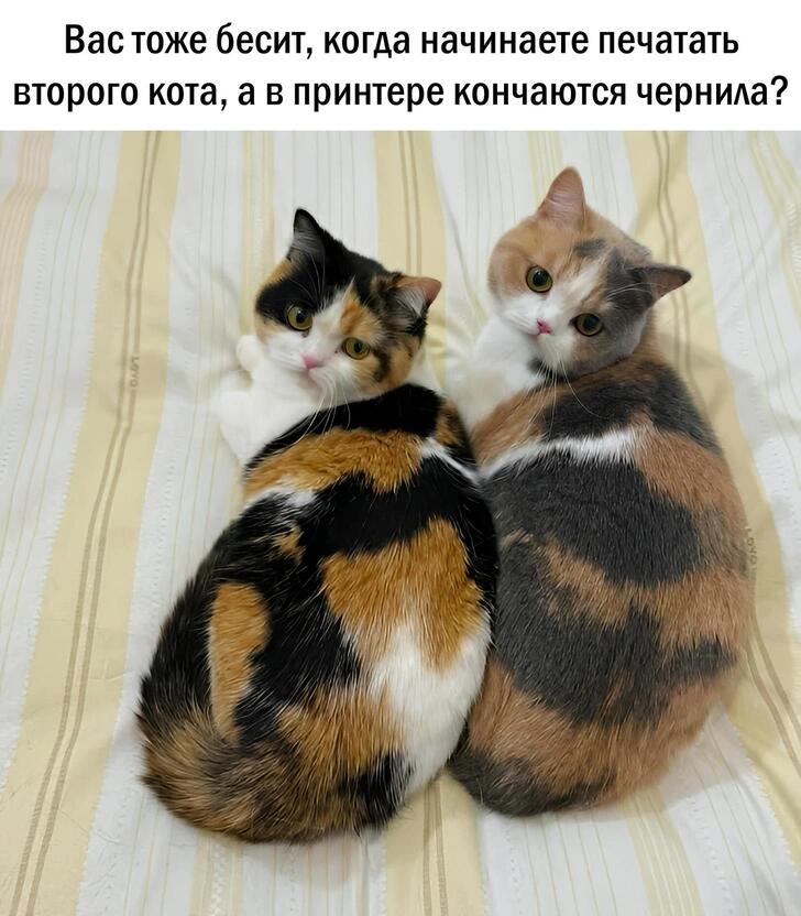 Мем без подписи