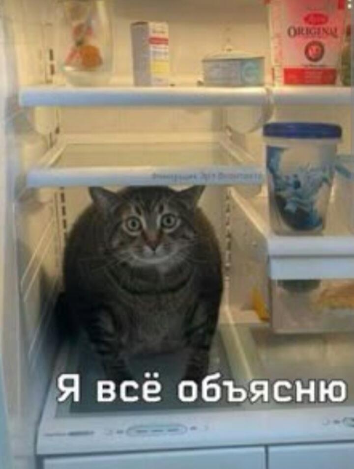 Кот грабитель