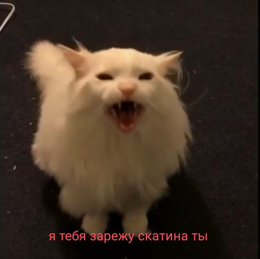 Я*:хочу быть котом ведь они милые* коты: