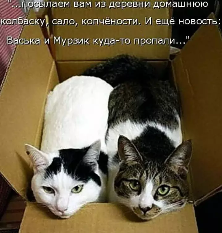 Есть сало да не про кота. Коты с надписями. Смешные коты с надписями. Шутки про котов. Смешные кошки с надписями.