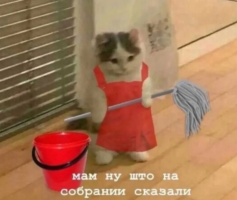 Сказали то что ты миленький котёнок | Мемный Котик🍪 С.О.М | Мемозг