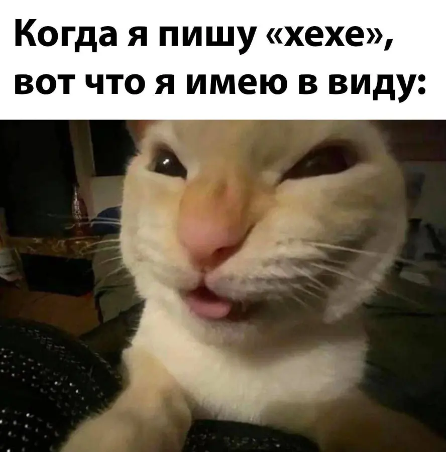 котонеделя | Мемный Котик🍪 С.О.М | Мемозг