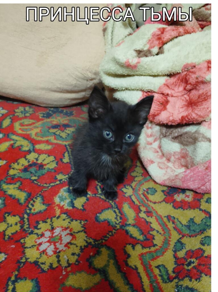 Маленький чёрный котёнок сидит на красном ковре рядом с пледом, надпись Принцесса тьмы