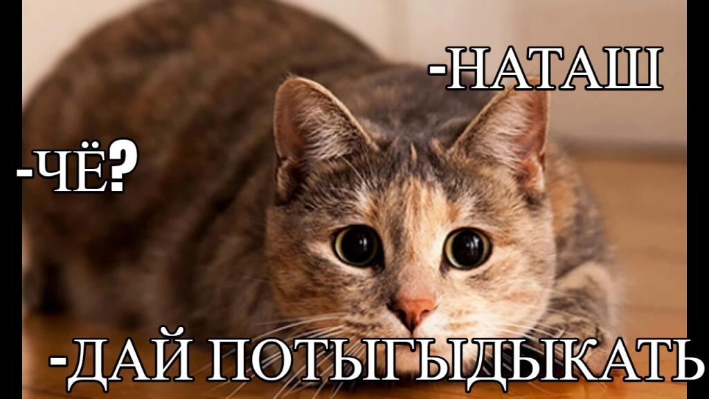 Мем от Mish0k [ПЛМ]