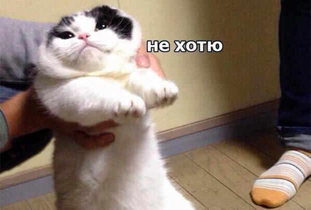 Когда друзья просят тебя с ними погулять: