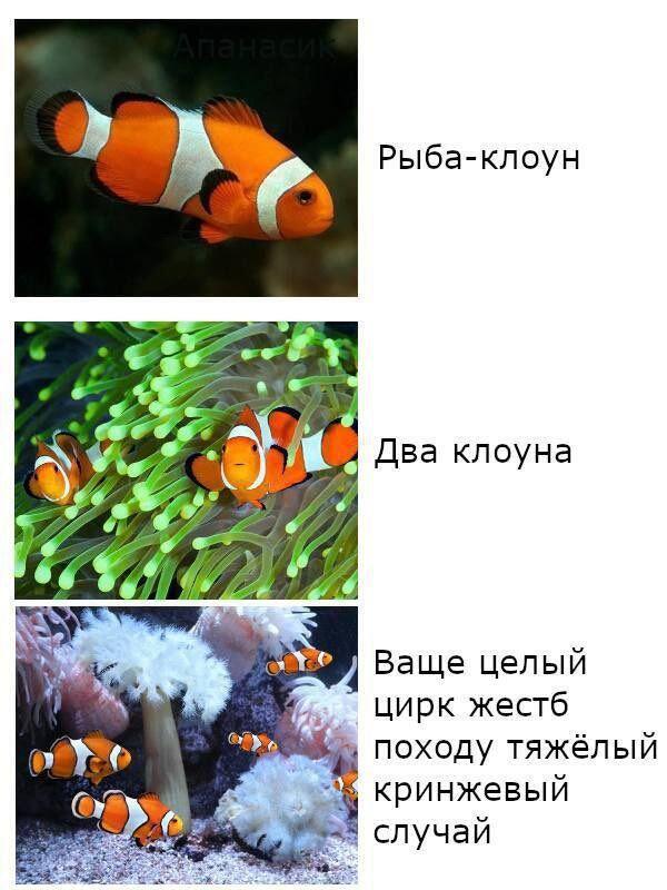 хонк-хонк