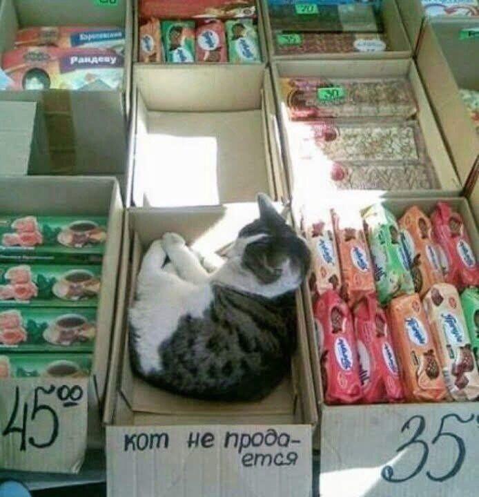 Мем от Дашик Кошик