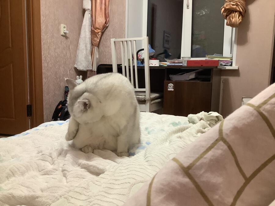 Бася, это шотландская прямоухая кошка, окраса серебристая шиншила (также как Силя)