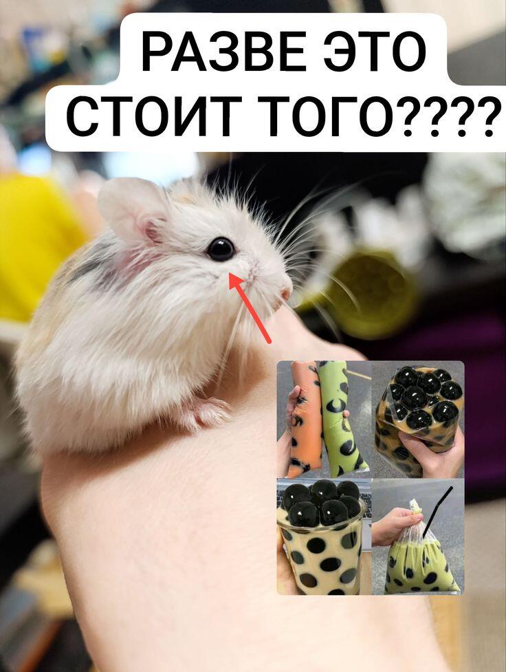 Мем от _утка_шутка_