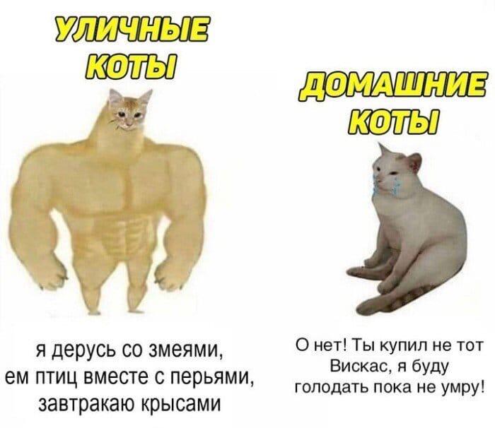 Мышечный кот с надписью уличные коты рядом с плачущим котом с надписью домашние коты, шутка про еду