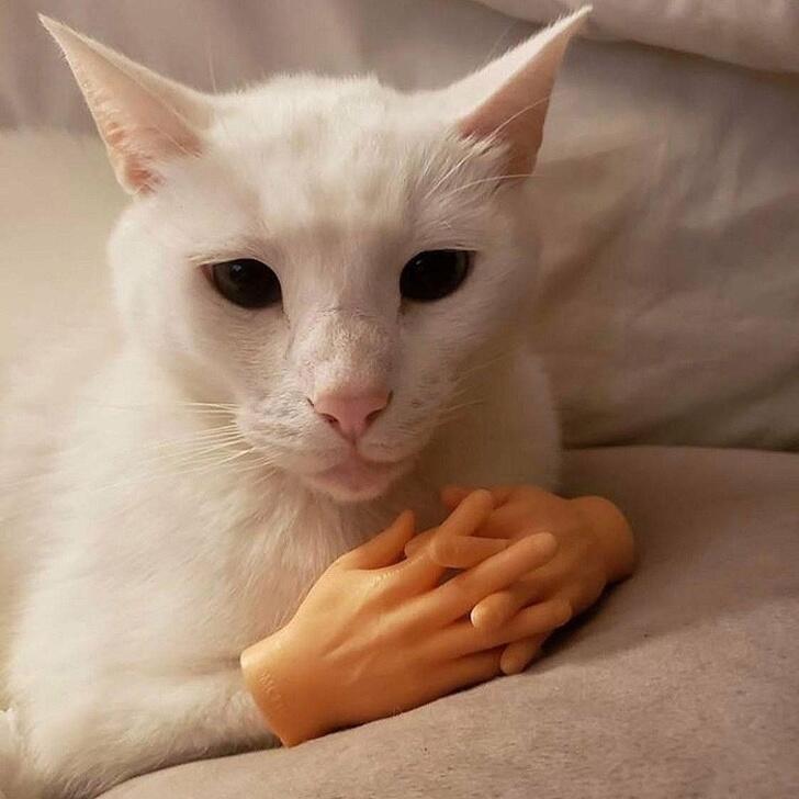 -ну что вискас купил?