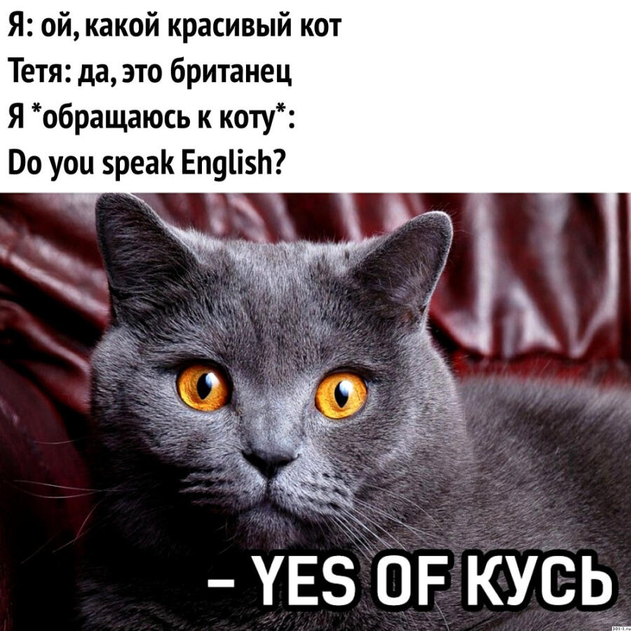 ес оф кусь