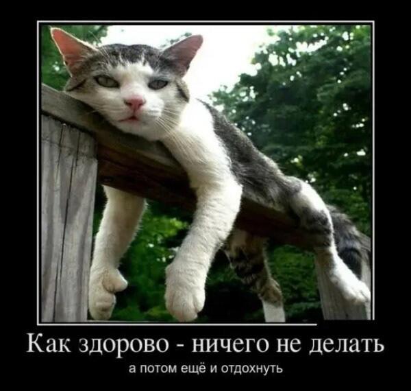 Серо-белый кот лениво лежит на деревянном заборе, свесив лапы, с надписью «Как здорово — ничего не делать, а потом ещё и отдохнуть».
