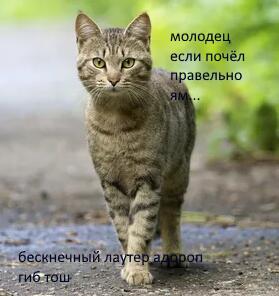 переведи кота правельно и посавь лайк