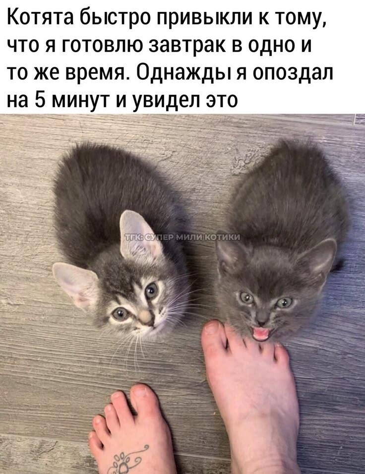 Мем от Ироник{ПЛМ}
