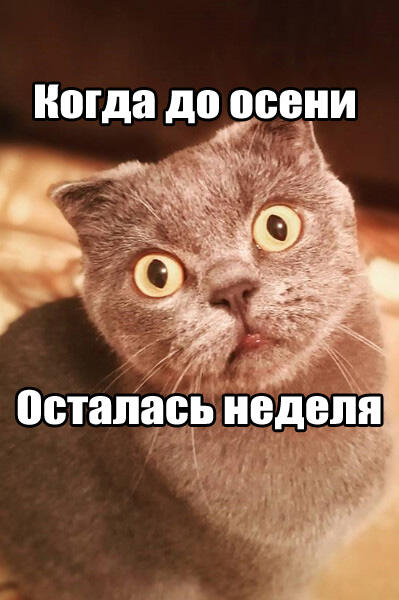 Мем от Lishenka