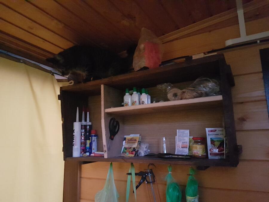 Ах коты, странные создания, 
Аах коты:
