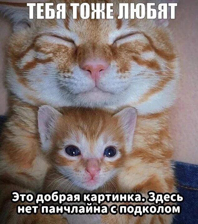 Рыжий кот с закрытыми глазами и рыжий котёнок лежат вместе, надпись сверху: тебя тоже любят