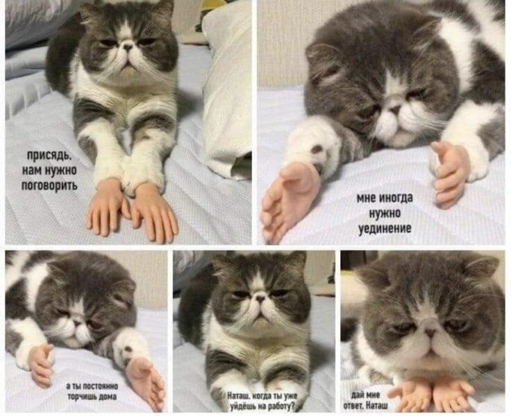 Котики во время самоизоляцыи.