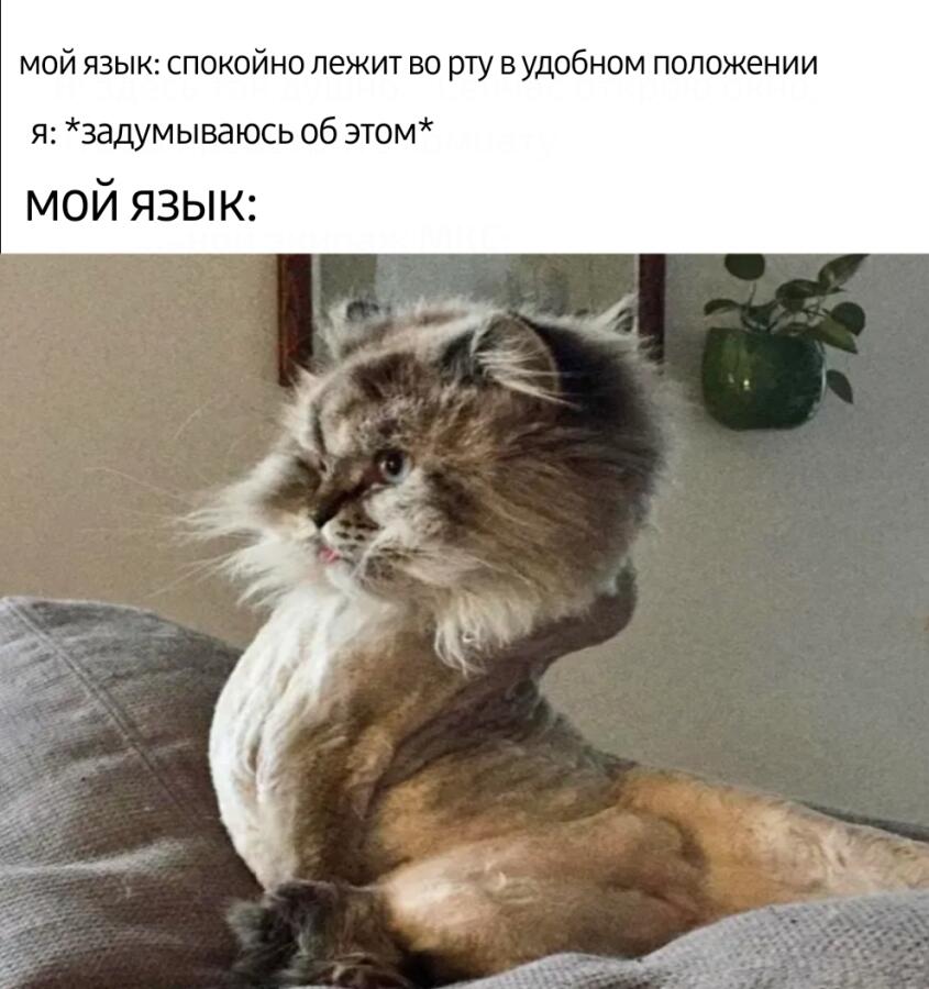 жиза?