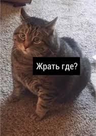 Мой кот: не ел 1 секунду 
Также он через 1 секунду: