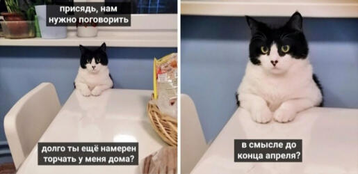 Мем от barsik
