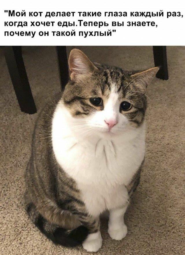 Мем от Cat