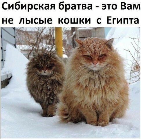 Мем от Cat