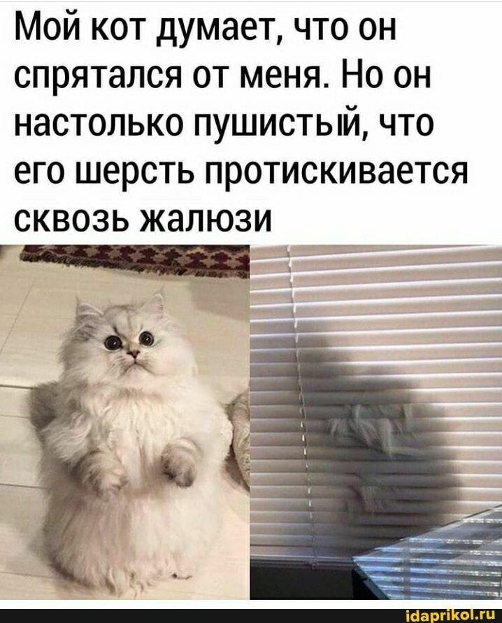 Мем от Cat