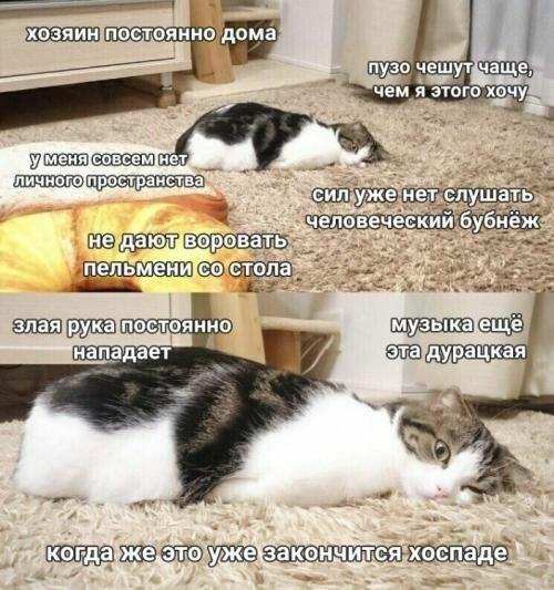 Мем от Cat