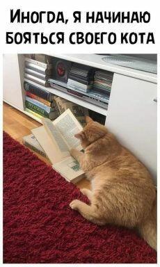 Мем от Cat