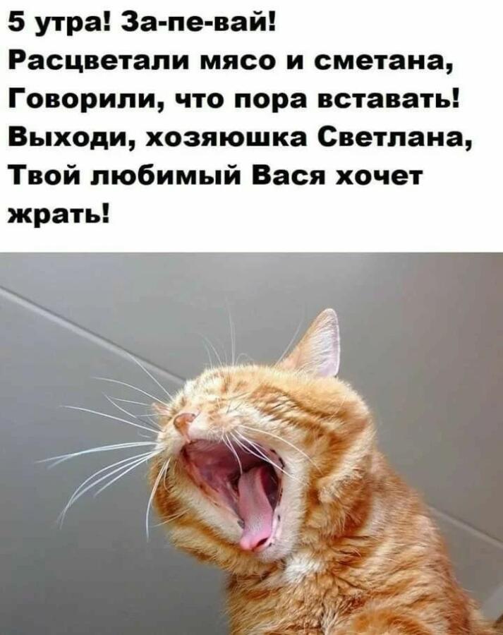 Мем от Cat