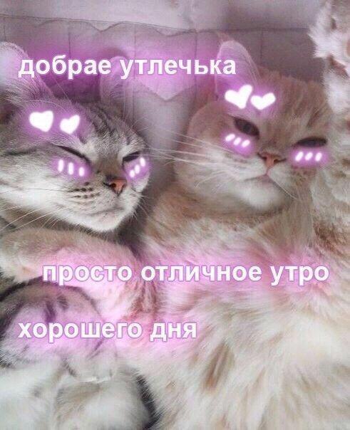 Мем от Cat