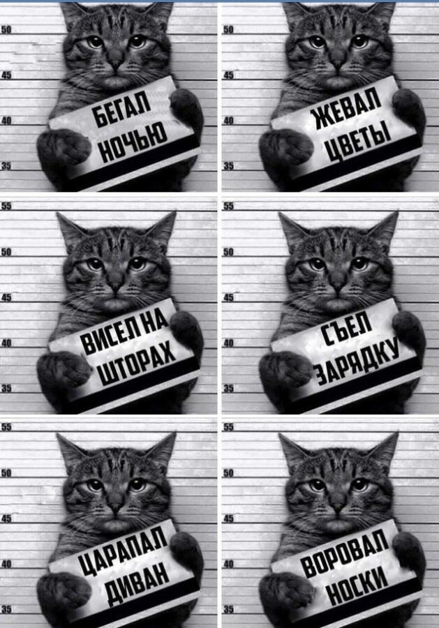 Мем от Cat