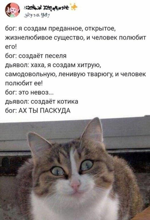 Мем от Cat
