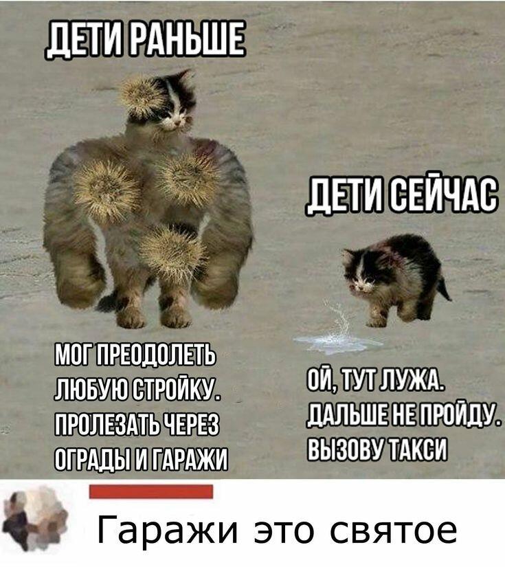 Мем от Cat