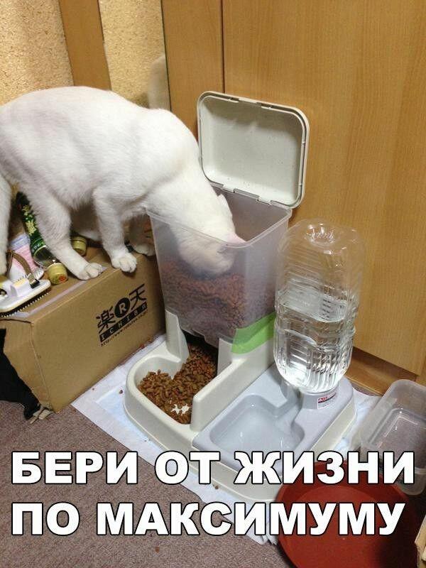 Мем от Cat
