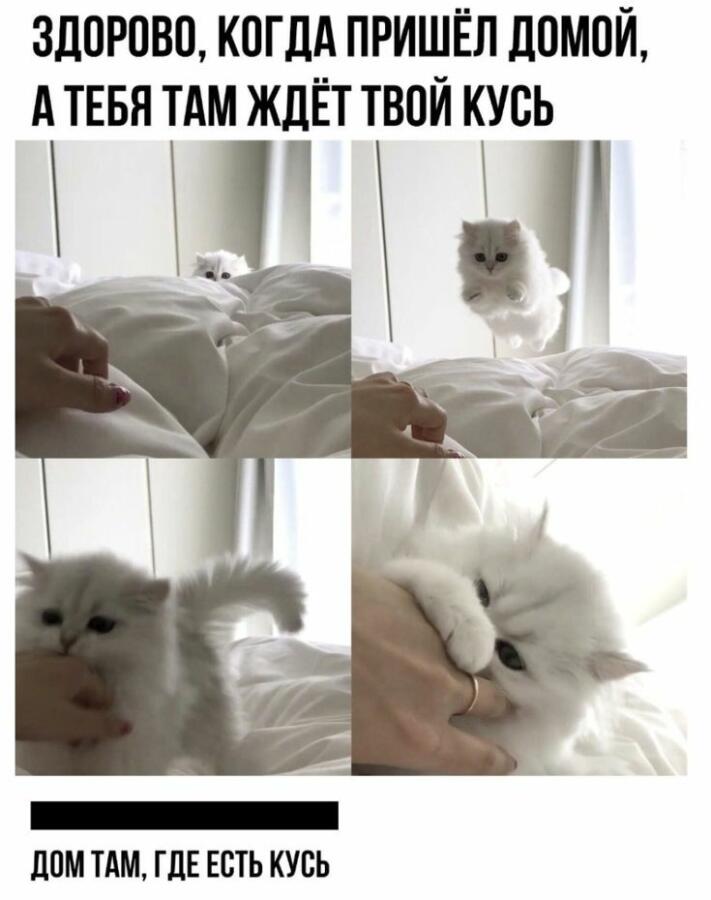 Мем от Cat