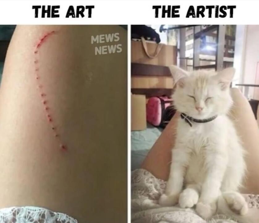 Мем от Cat