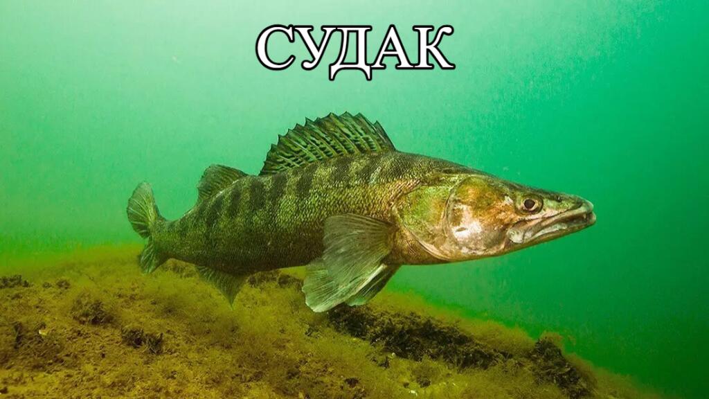 Широко раскрыв глаза, на камеру смотрит полосатая кошка, сверху надпись: листаю себе мемы (5 из 6)