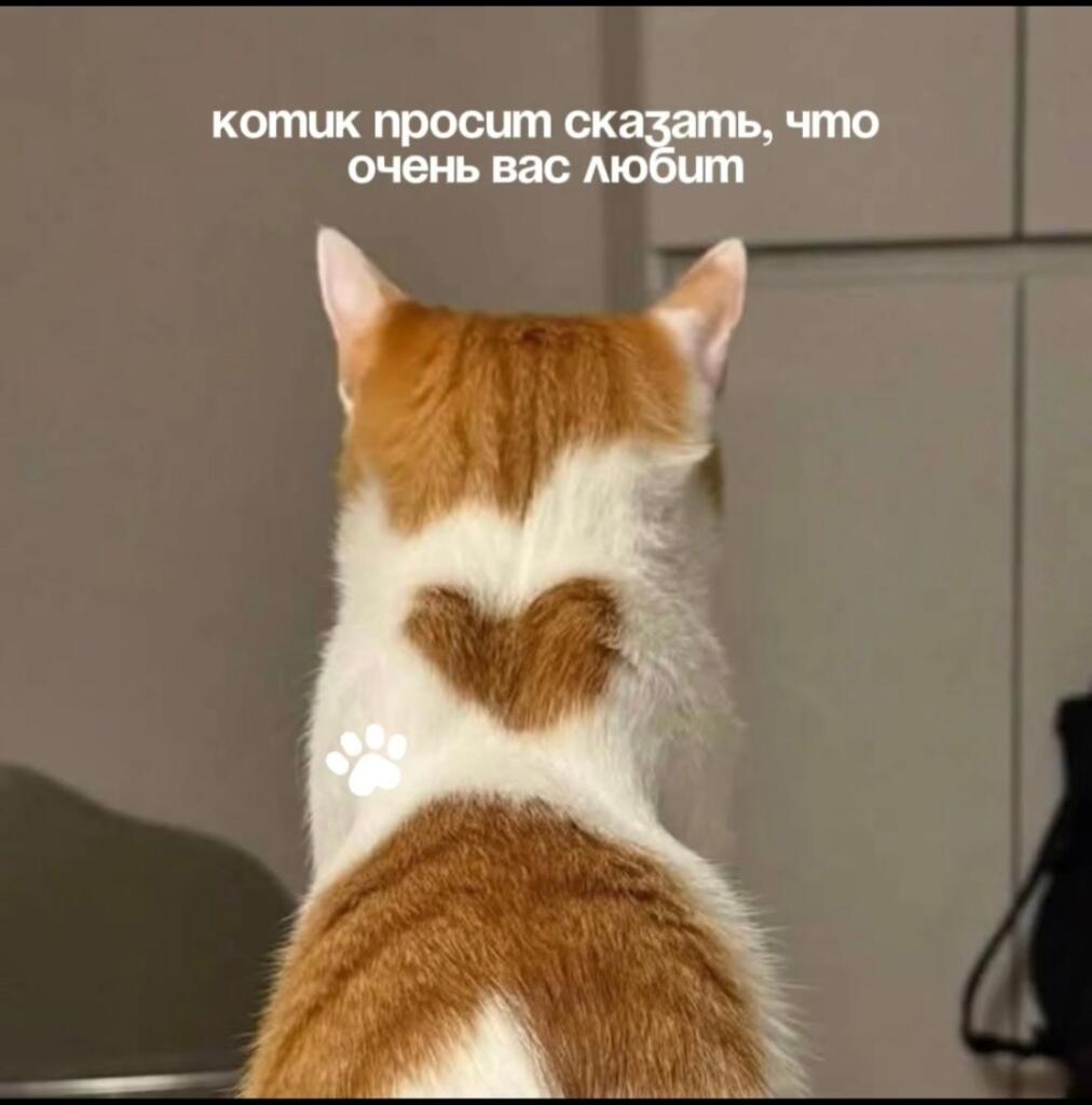 Мем от Мемный челик ²⁰²⁵ official
