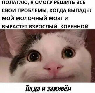 Двухпанельный мем: сверху рамка распознавания на коте с полосами, снизу кот, выкрашенный под тигра, и подпись Точность 100% (3 из 3)