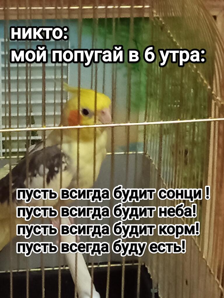 Мем от Кики Кусева
