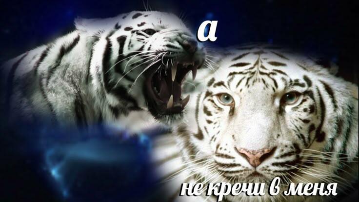 Два белых тигра на тёмном фоне, надпись: а не кречи в меня