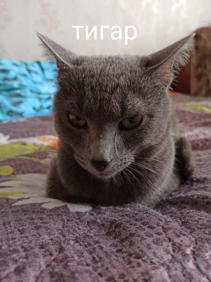 ЯЯЯЯ ТИГАРРР РРРРРРРРРРРРРРРРРрррррррррррррр мау рррррррррр мау РРРРРРР мяу мау мяуччччч мау