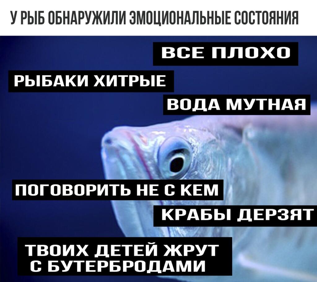 Мем от 🌸💥|цвяточный ад {ПЛМ}