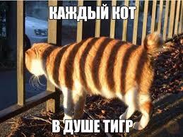 Год тигра уходит (