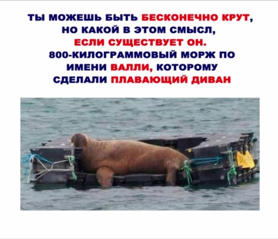 Мем от Echeverey